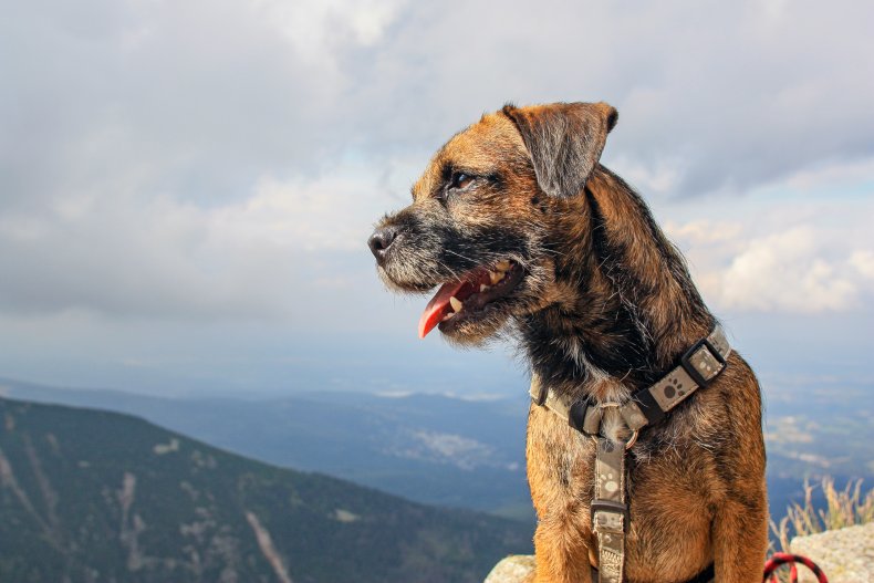 Border Terrier