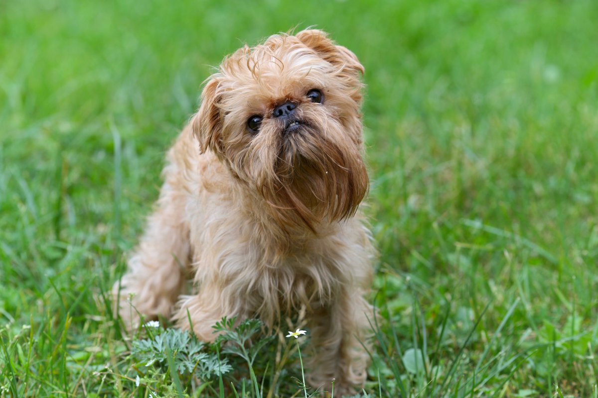10 Smartest Small Dog Breeds