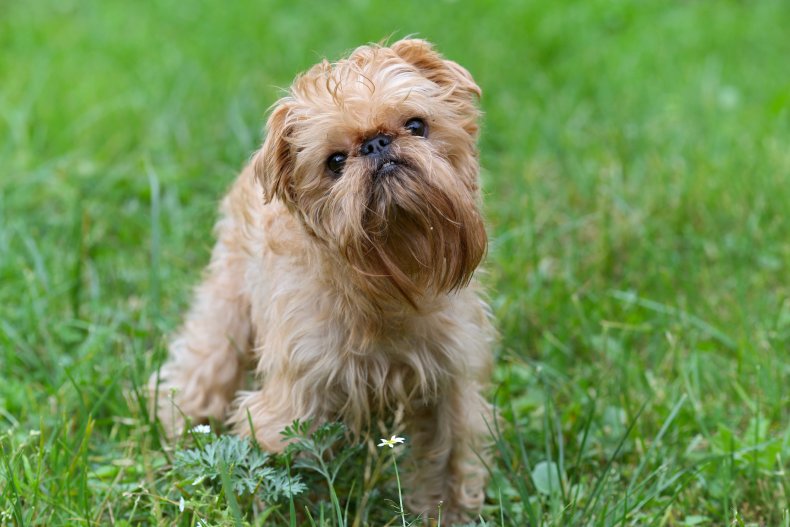 Brussels Griffon