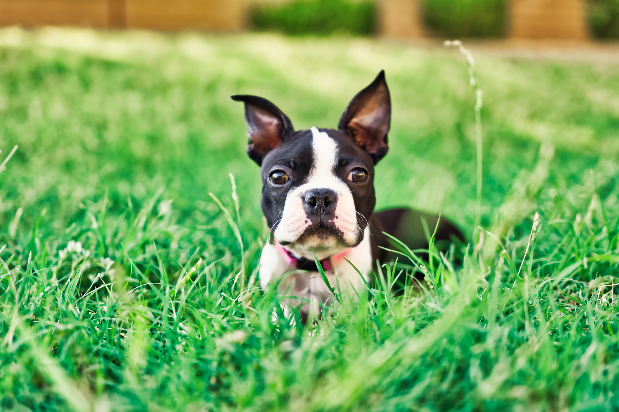 Boston terrier hot sale intelligence rank