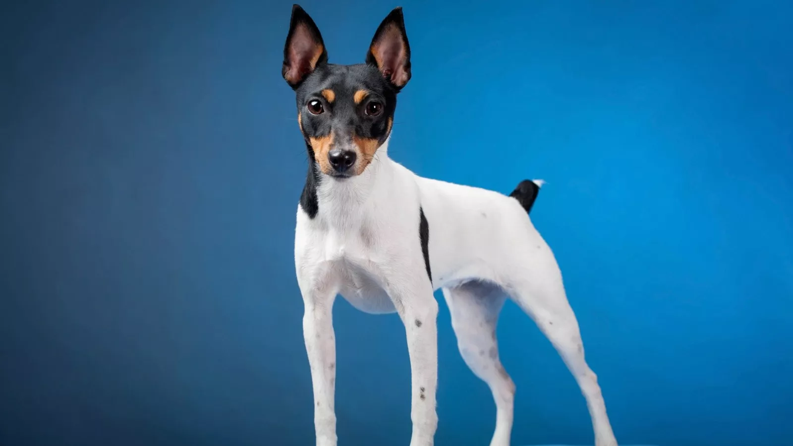 The 15 Smartest Small Dog Breeds The 15 Smartest Small Dog Breeds