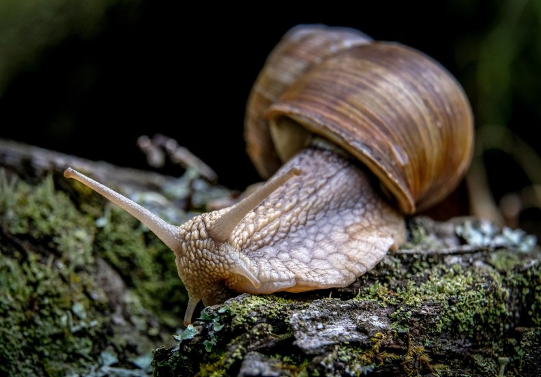 A Snail Crawls in a Nature Reserve