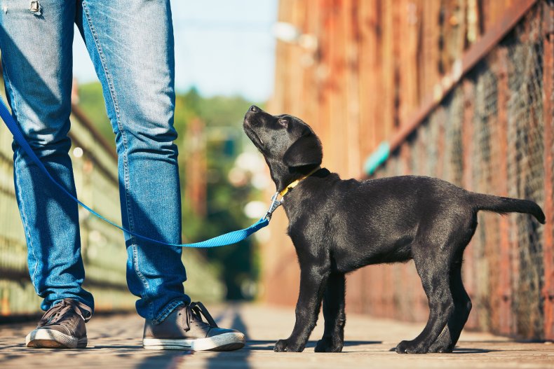 puppy training expert advice