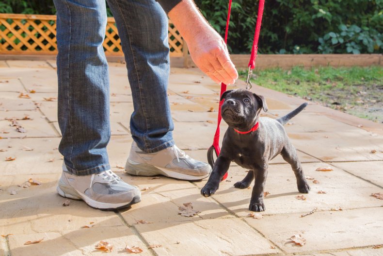 puppy training expert advice