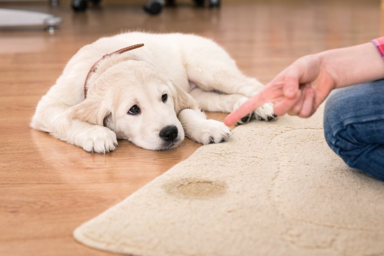 puppy training expert advice