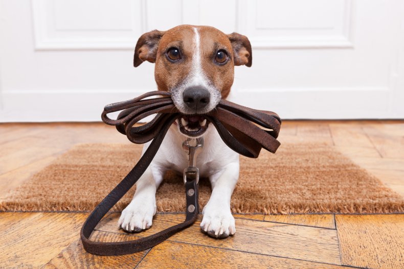 puppy training expert advice