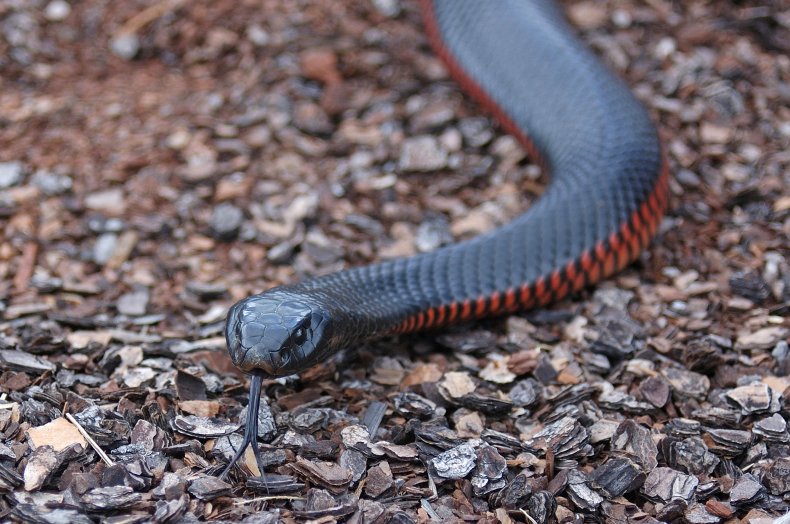 A red-bellied black snake flicking its tongue