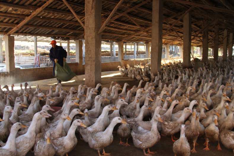 China Reports New Case of Bird Flu