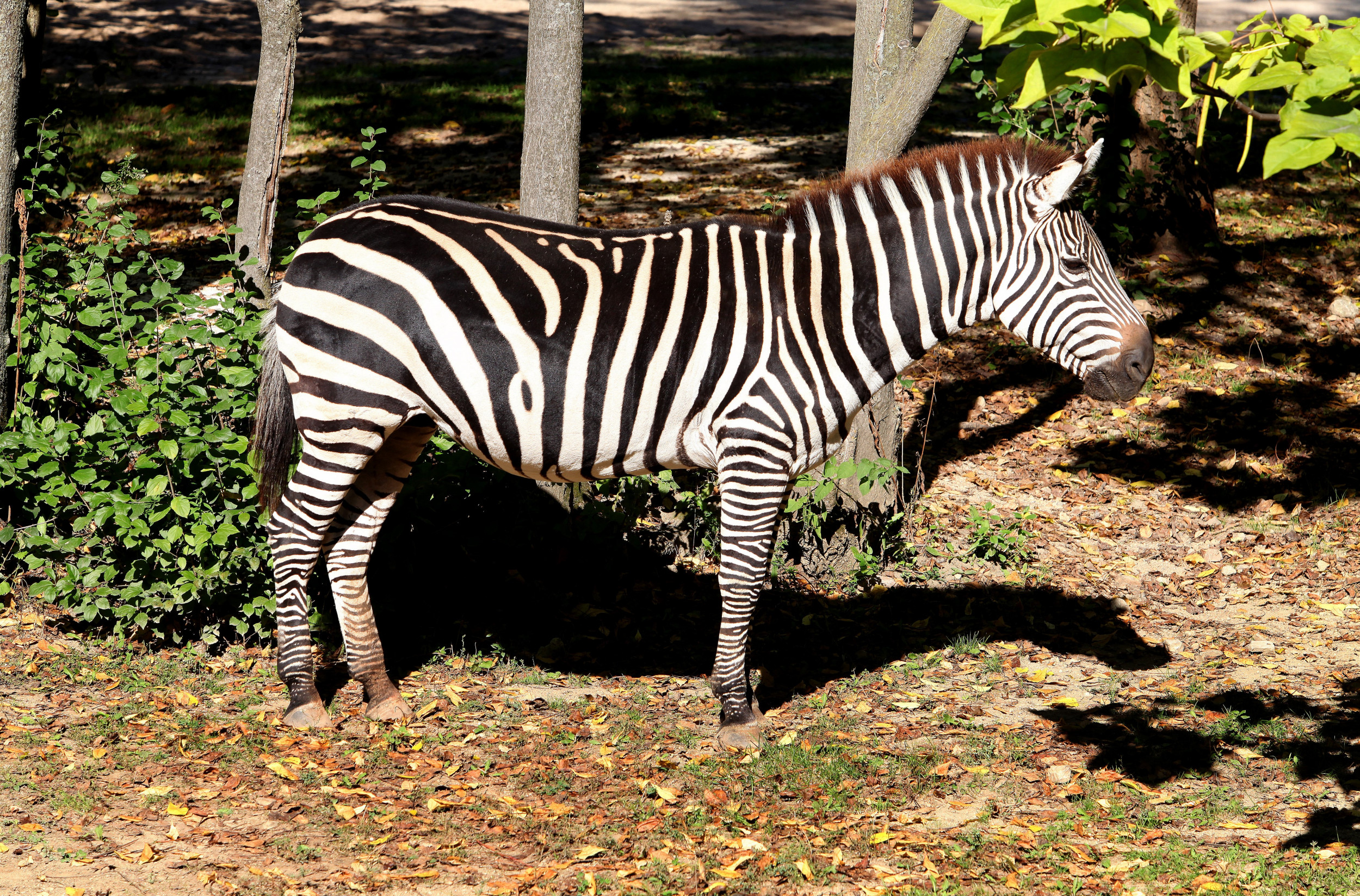 Police in Tennessee Chase Zebra For Three Hours: 'This is Getting  Ridiculous