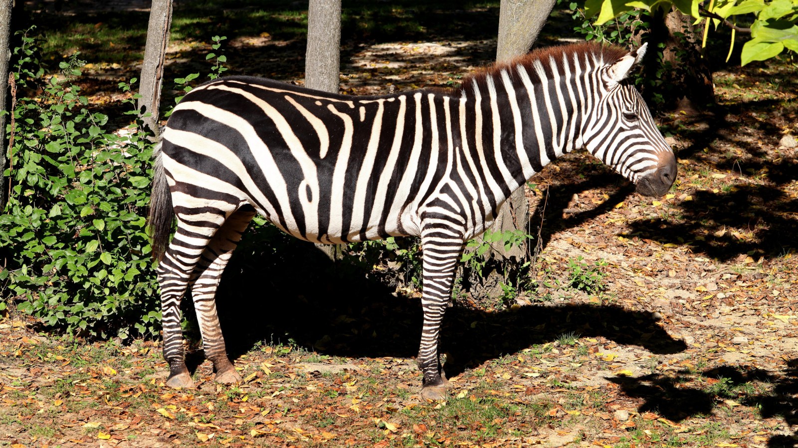 Police in Tennessee Chase Zebra For Three Hours: 'This is Getting  Ridiculous'