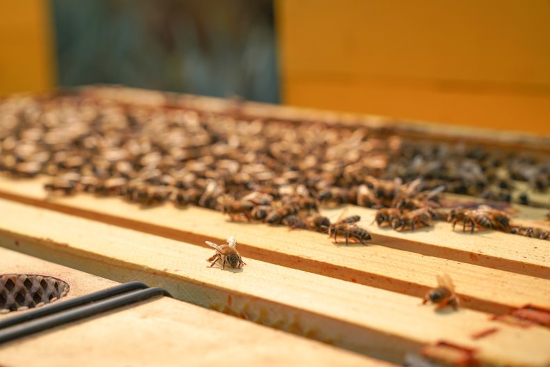 Bees clustering on a hive's honey frames