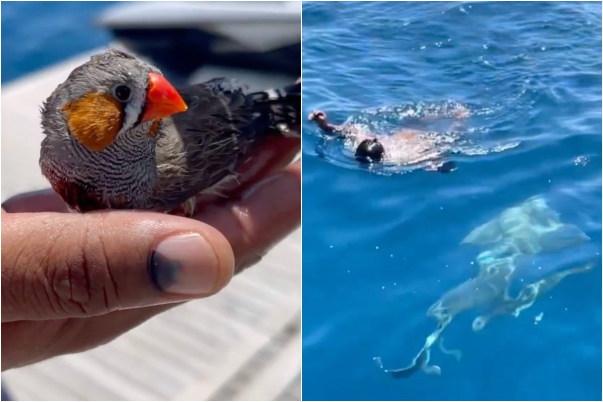 Man jumps in shark-infested water, saves bird