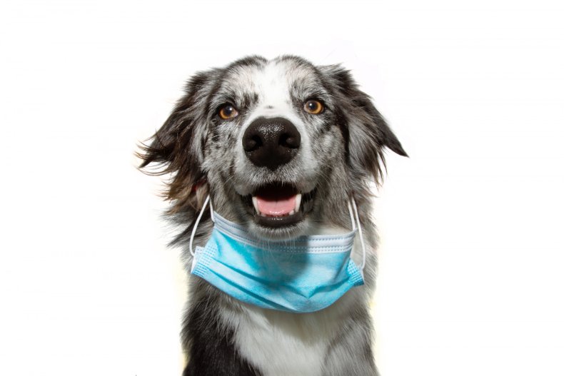 Dogs can sniff out COVID-19