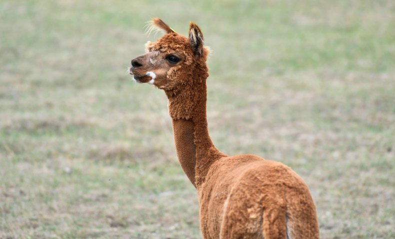 A brown alpaca peers into the distance.