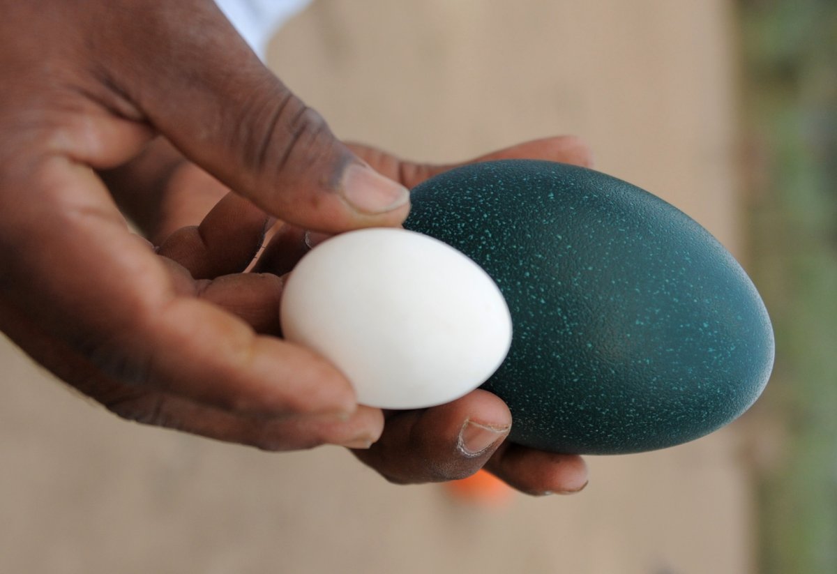 'Extinct' dwarf emu egg discovered