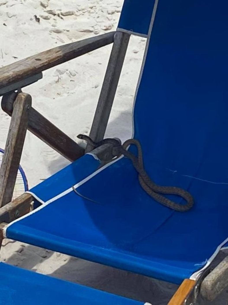 A snake curls in a beach chair.