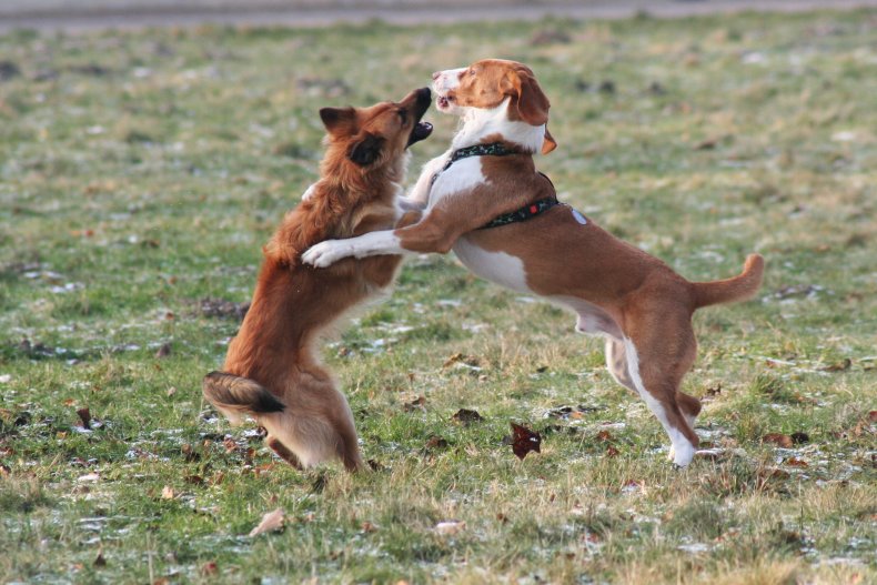 Dogs Dogfighting Fights DOJ Guilty Animal Abuse