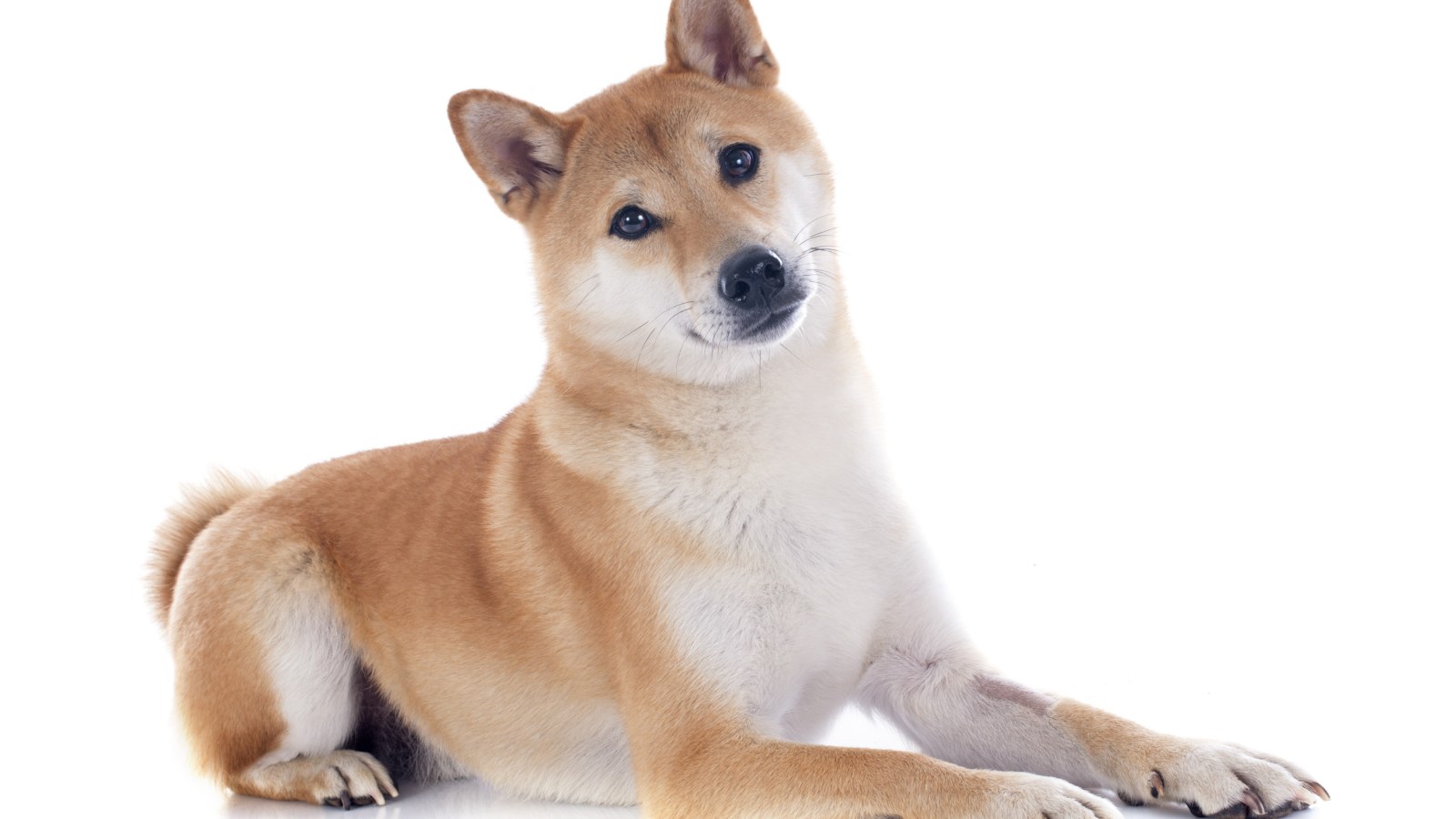 Shiba Inu Crypto News : Shib Vs Doge Who Is The Top Dog In ...