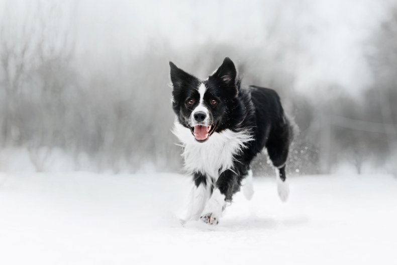 dog running in snow