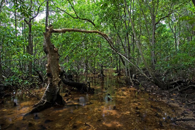 Emmanual Cortez found in Daintree Rainforest