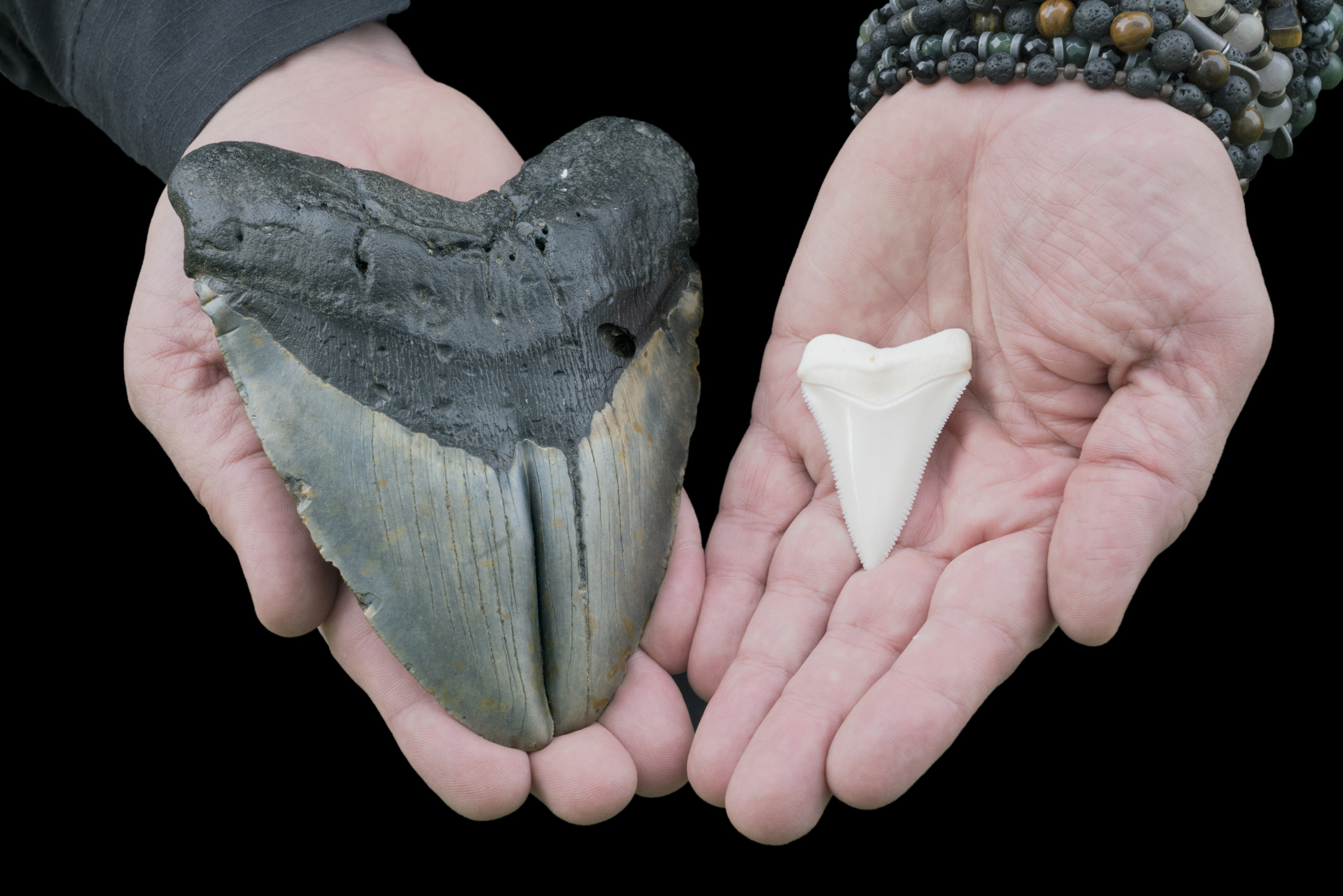 Huge tooth of megaldon, biggest shark to ever live, found on beach.