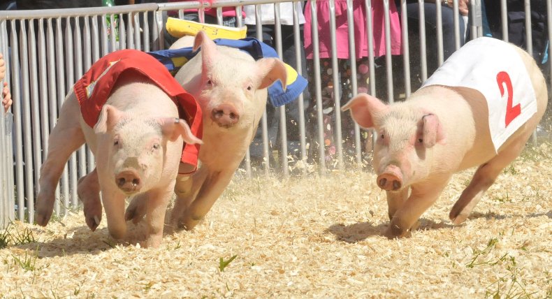 A pig race
