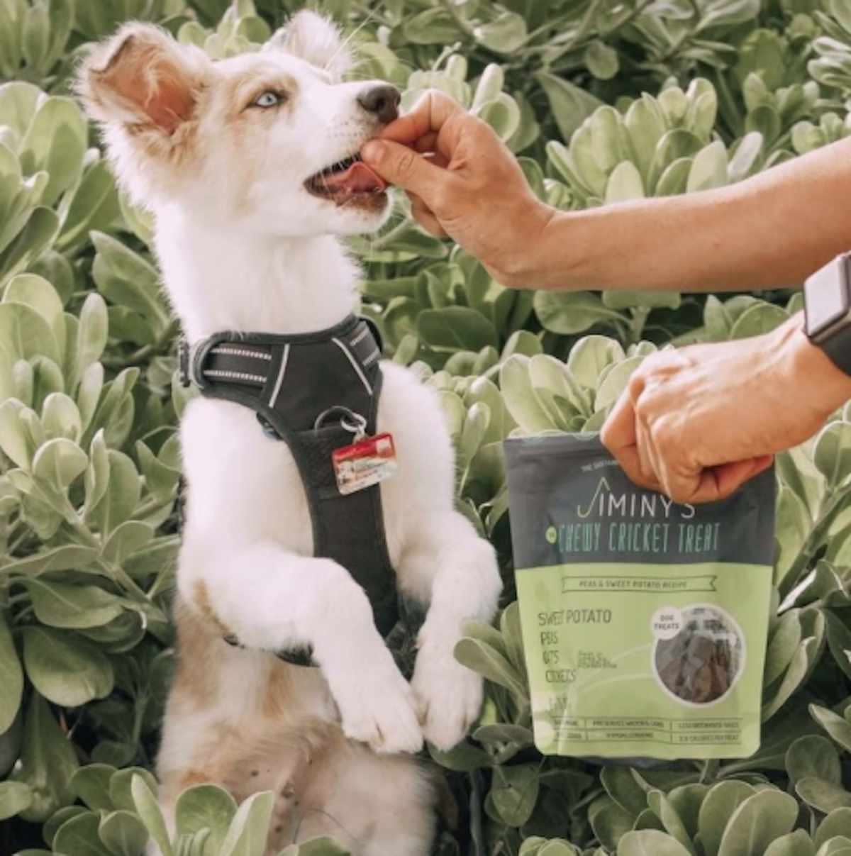 best training treats for dogs 1