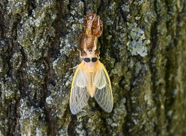 A periodical cicada