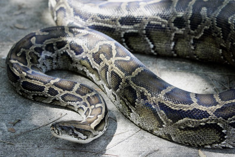 Burmese Python