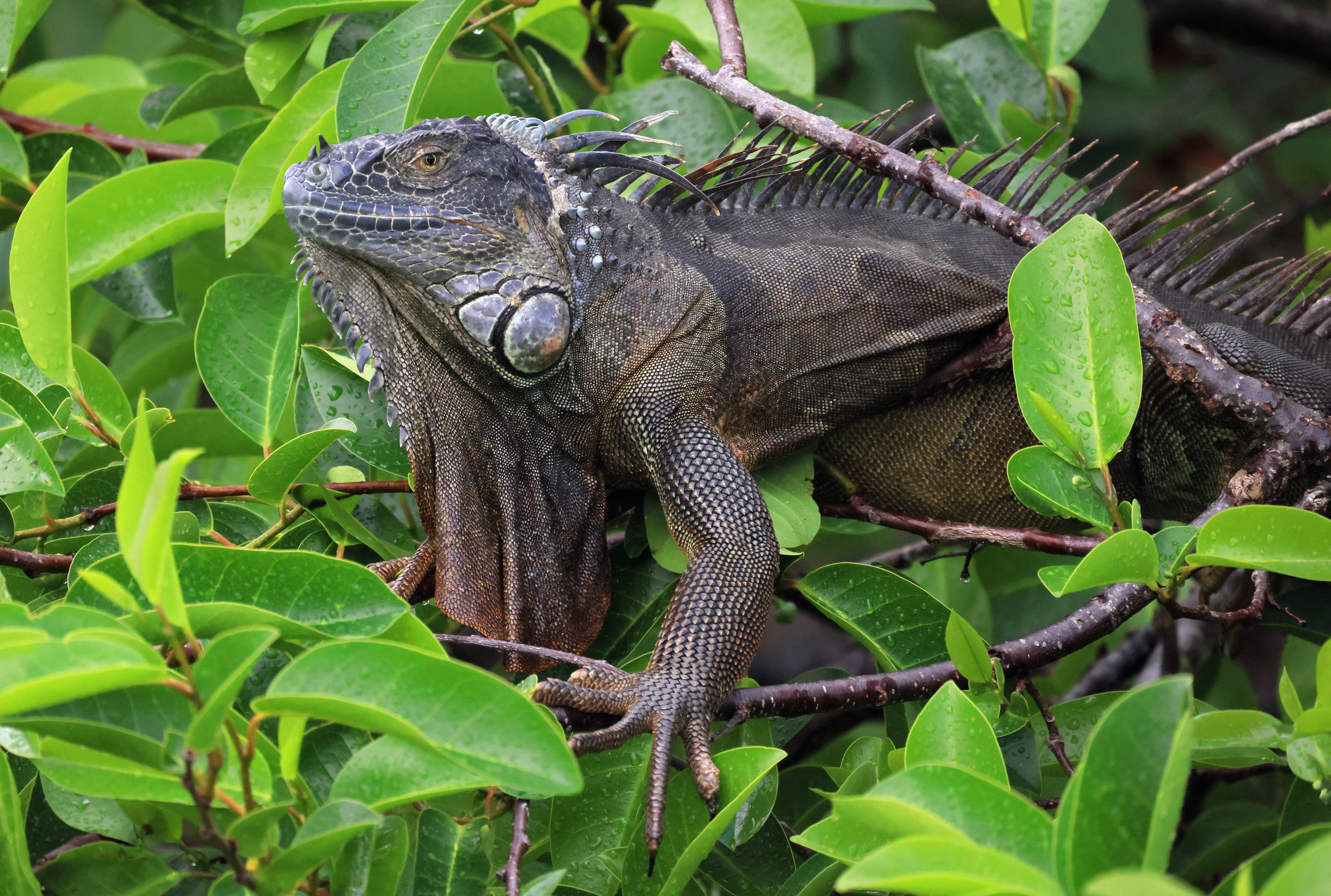 Florida Iguana Tree 