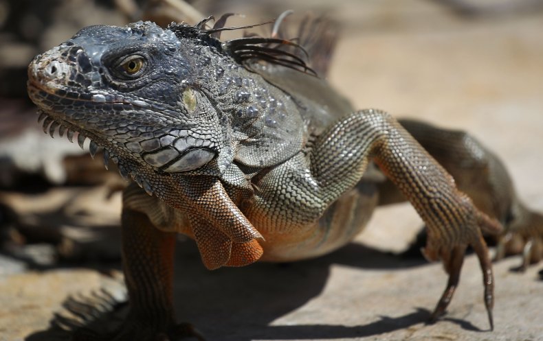 Florida iguana