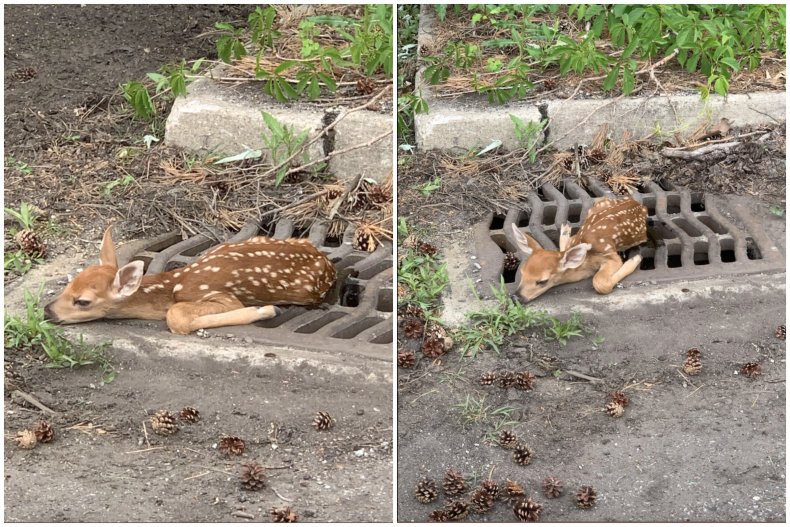 Fawn Stuck in Sewer Grate