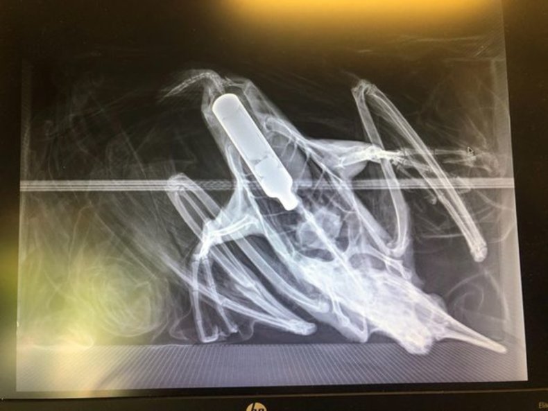 A vape pen visible in bird's stomach.