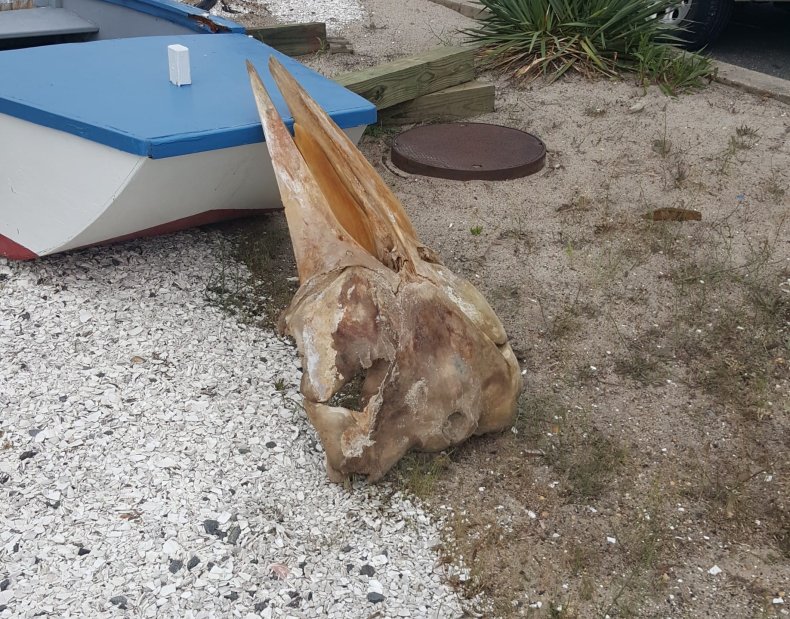 Minke Whale skull on New Jersey Beach
