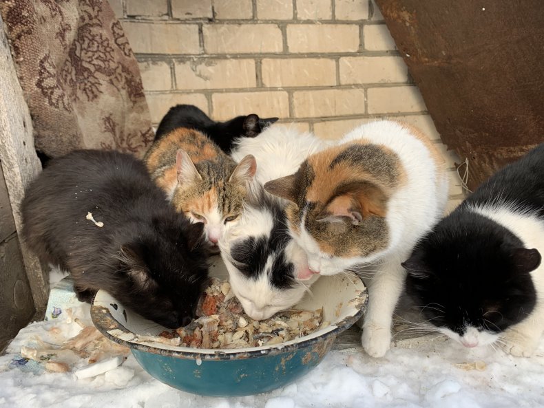 Stray cats