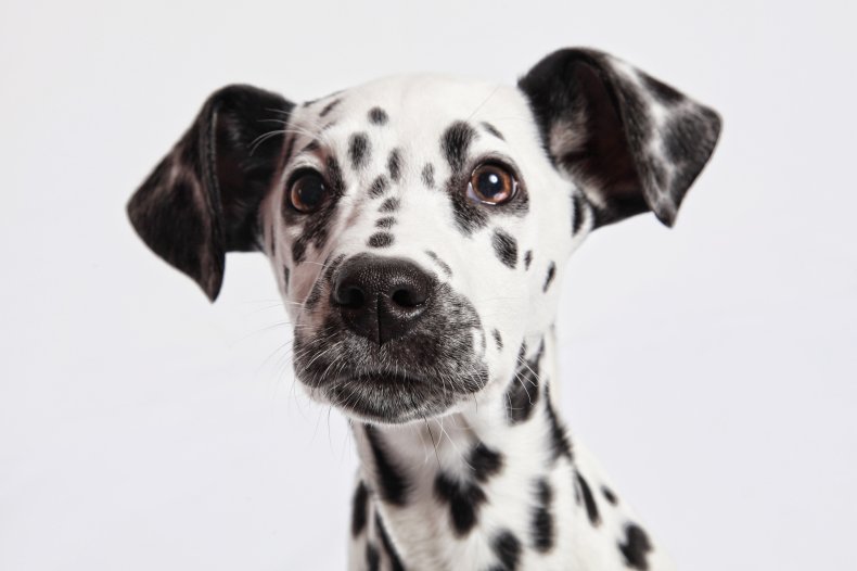 Dalmatian