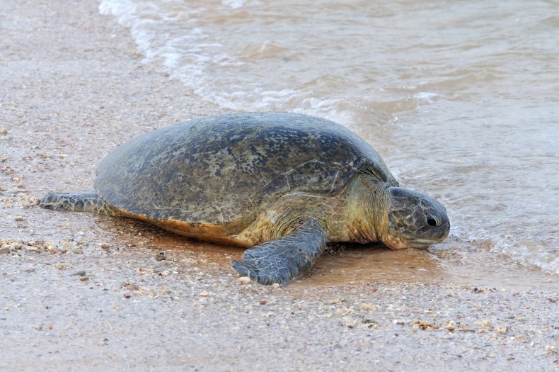 Sea Turtle Whales Pollution WWF Sri Lanka
