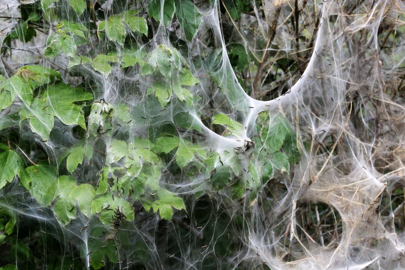 Caterpillar webs