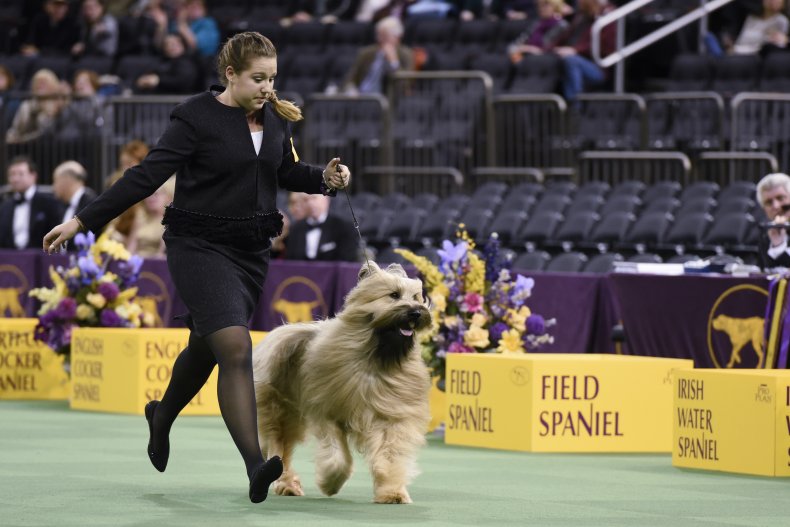 Briard