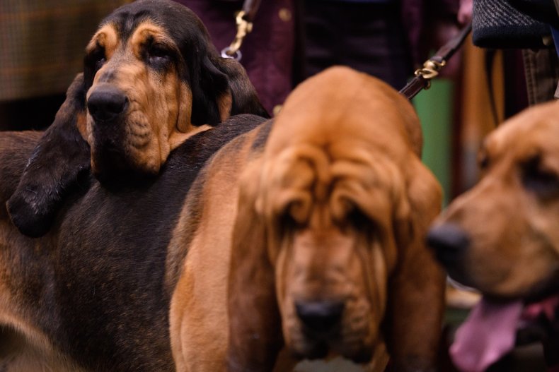 Bloodhound