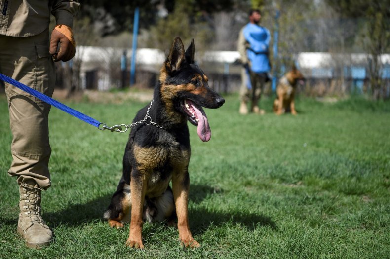 Belgian Malinois