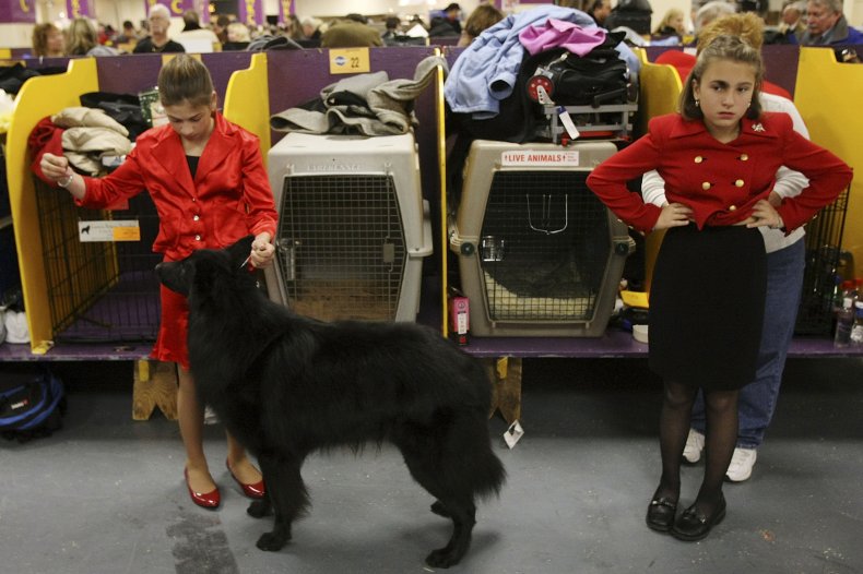 Belgian Sheepdog