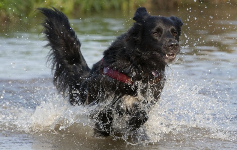 Flat-Coated Retriever