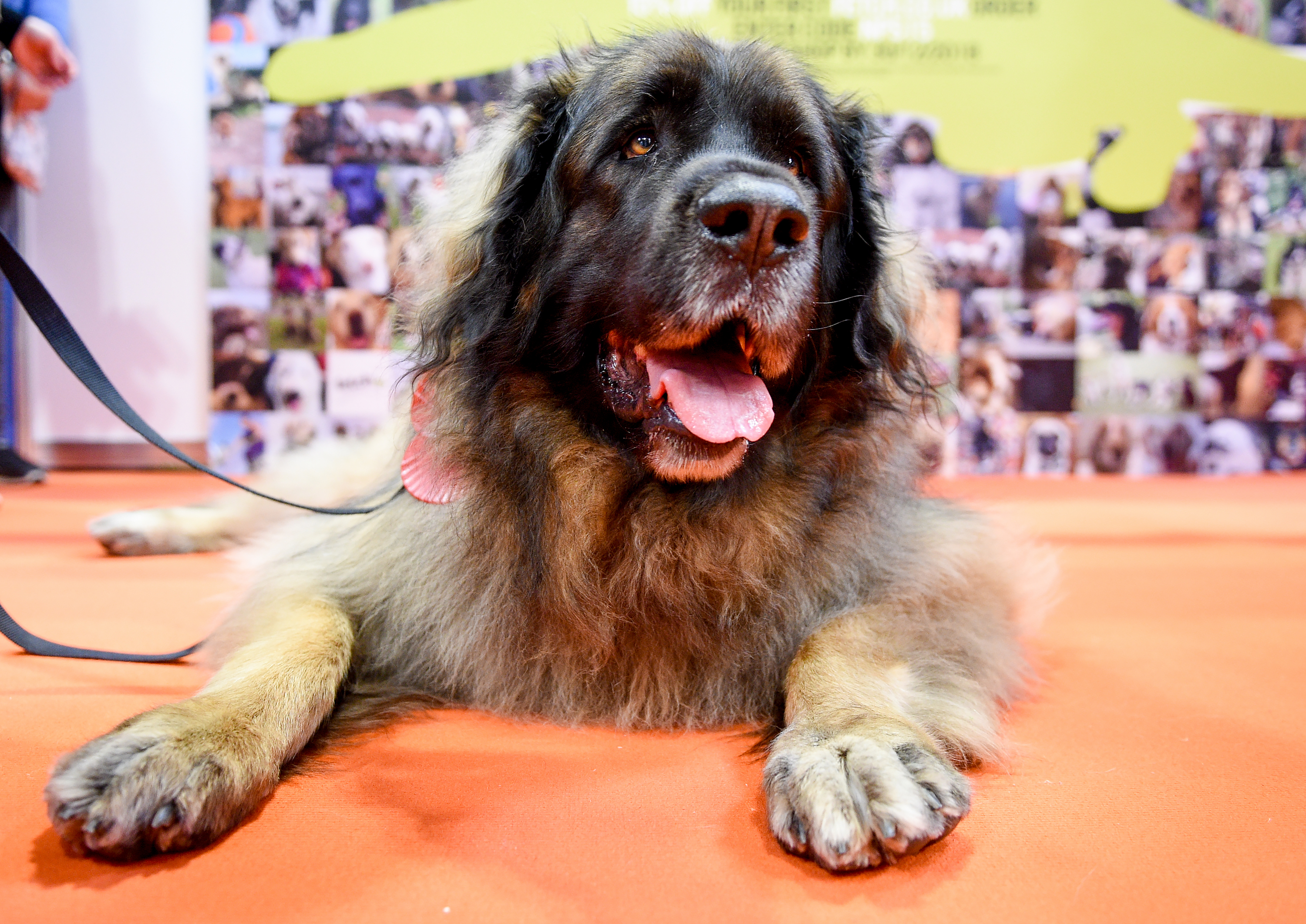 Big dog outlet breeds leonberger