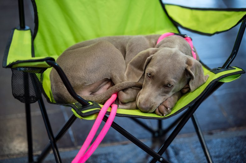 Weimaraner