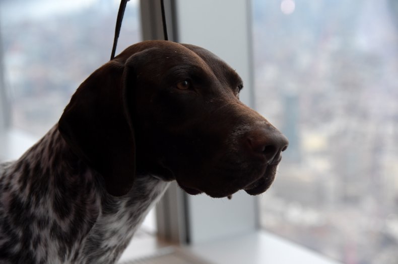 German Shorthaired Pointer