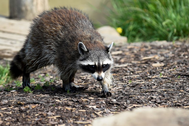 A raccoon in Rhodes, France in 2020