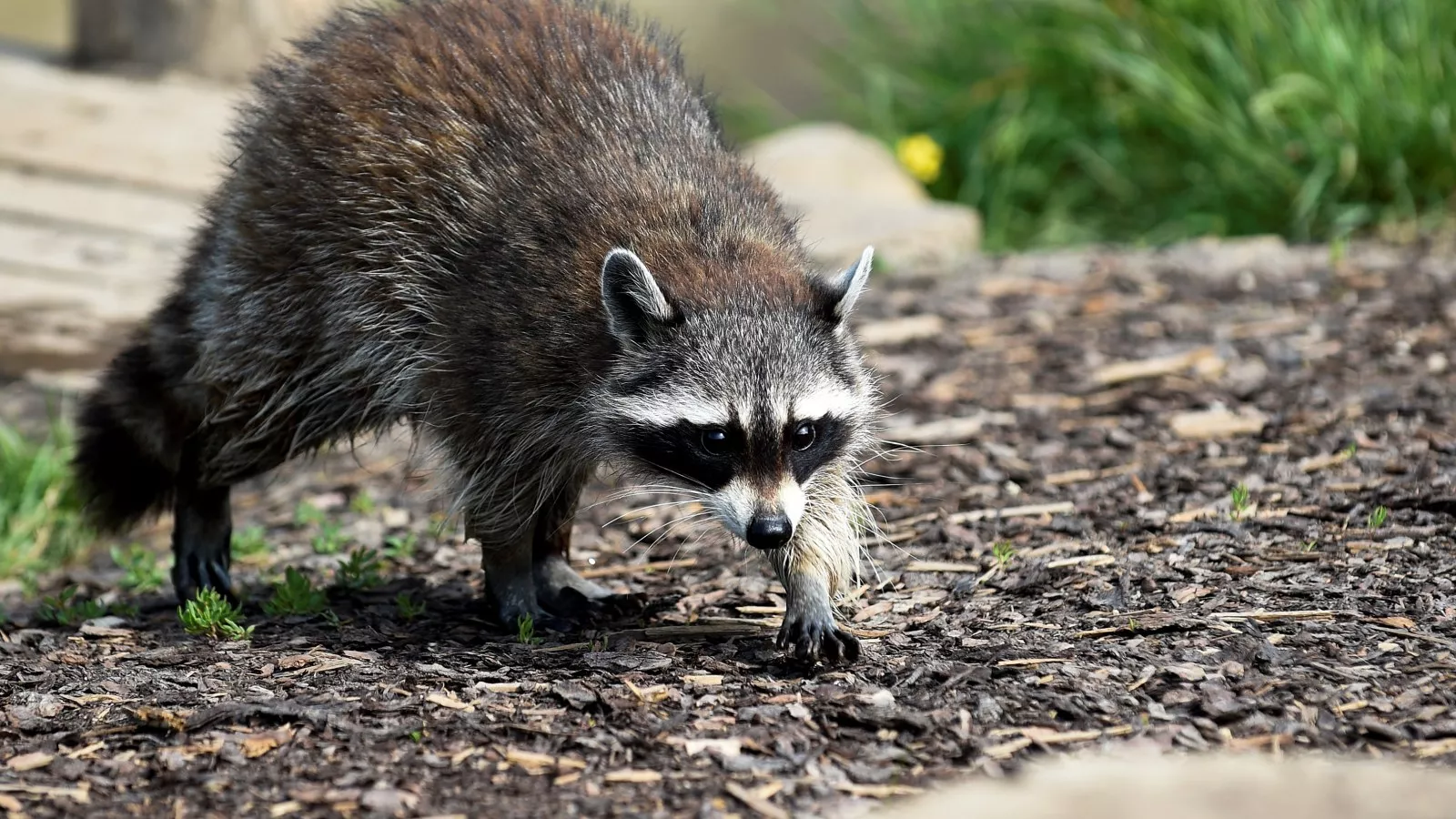 Raccoon Sparks Panic Among U S Soldiers After Popping Up In Military Vehicle Raccoon Sparks Panic Among U S Soldiers After Popping Up In Military Vehicle