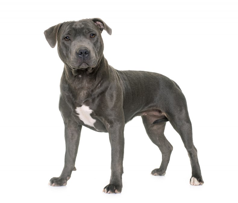 A Staffordshire bull terrier
