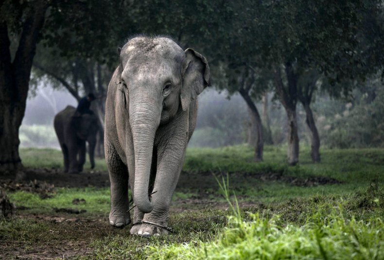 Elephant in Thailand